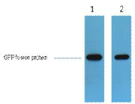 GFP-Tag Rabbit Polyclonal Antibody