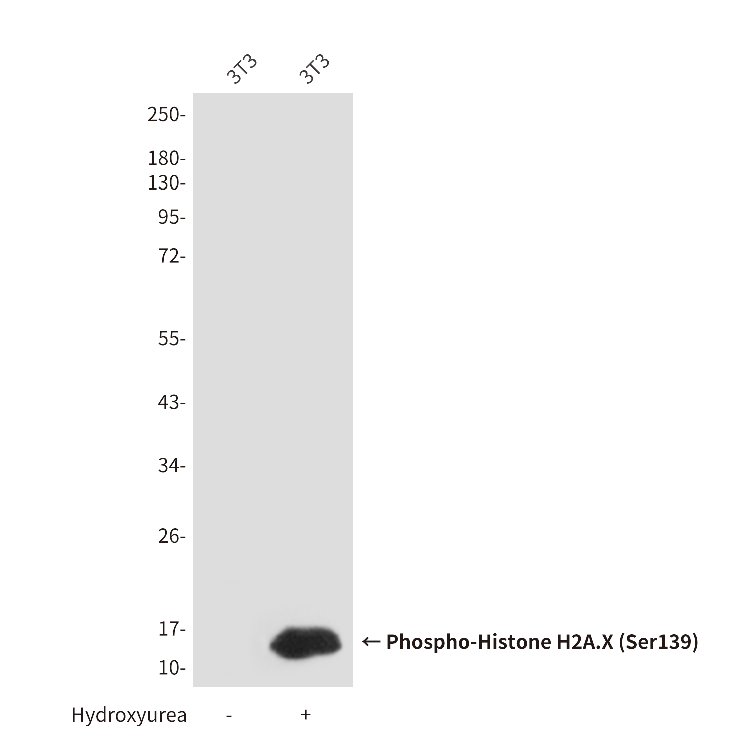 Histone H2A.X (Phospho Ser139) (17N14) Mouse Monoclonal Antibody