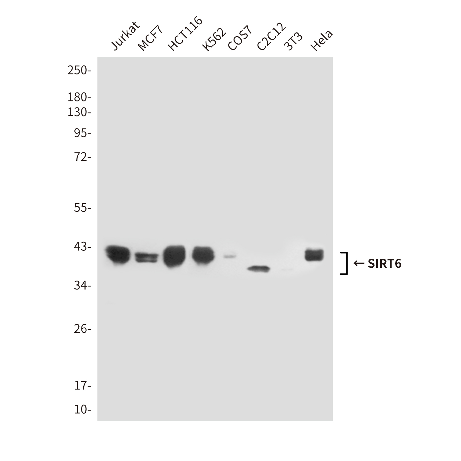 SIRT6 (14R13) Mouse Monoclonal Antibody