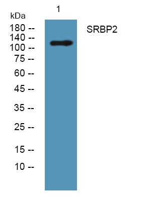 Srbpc SRBP2 Rabbit Polyclonal Antibody