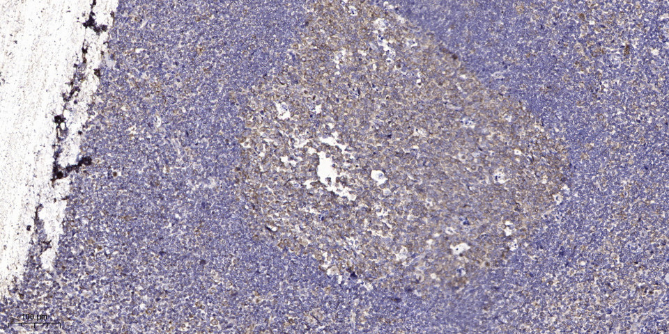 High Asf Rabbit ASF1B Rabbit Polyclonal Antibody