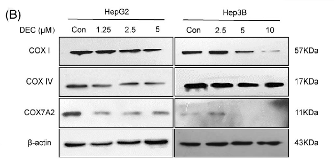 COX1 Rabbit Polyclonal Antibody