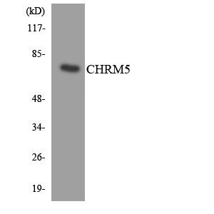 mAChR M5 Rabbit Polyclonal Antibody