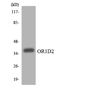Def Qual 1d2 Olfactory receptor 1D2 Rabbit Polyclonal Antibody