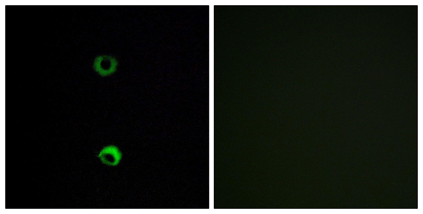 Olfactory receptor 3A2 Rabbit Polyclonal Antibody