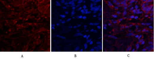 Sdf Rabbit SDF-1 Rabbit Polyclonal Antibody