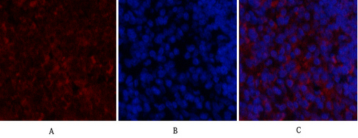 Sdf Rabbit SDF-1 Rabbit Polyclonal Antibody
