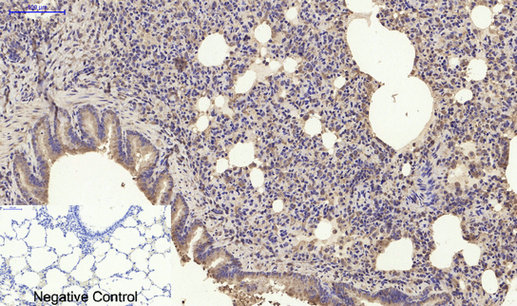 Sdf Rabbit SDF-1 Rabbit Polyclonal Antibody